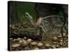 A Compsognathus Prepares to Swallow a Small Lizard-Stocktrek Images-Stretched Canvas