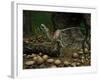 A Compsognathus Prepares to Swallow a Small Lizard-Stocktrek Images-Framed Photographic Print