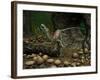 A Compsognathus Prepares to Swallow a Small Lizard-Stocktrek Images-Framed Photographic Print