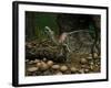 A Compsognathus Prepares to Swallow a Small Lizard-Stocktrek Images-Framed Photographic Print