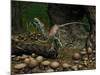 A Compsognathus Prepares to Swallow a Small Lizard-Stocktrek Images-Mounted Photographic Print