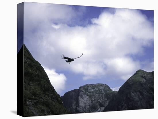A Condor Flying Through the Mountains-Pablo Sandor-Stretched Canvas