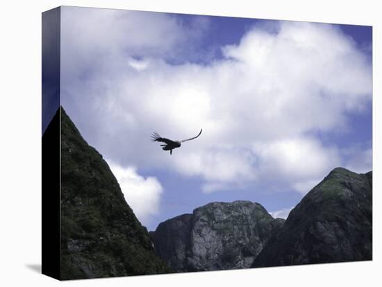 A Condor Flying Through the Mountains-Pablo Sandor-Stretched Canvas