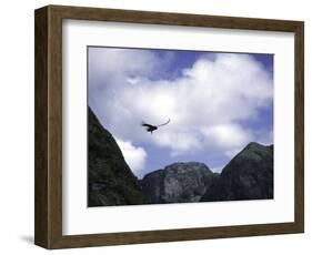 A Condor Flying Through the Mountains-Pablo Sandor-Framed Photographic Print