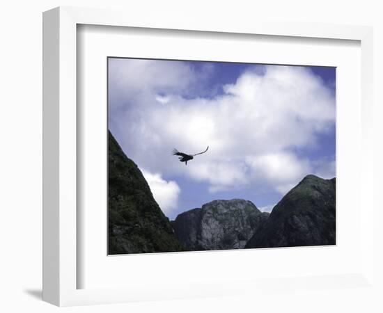 A Condor Flying Through the Mountains-Pablo Sandor-Framed Photographic Print