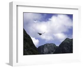 A Condor Flying Through the Mountains-Pablo Sandor-Framed Photographic Print