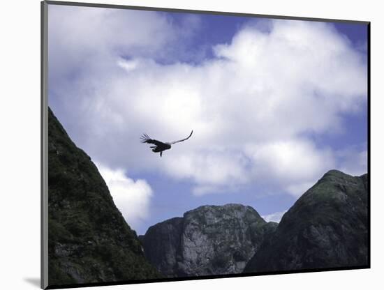 A Condor Flying Through the Mountains-Pablo Sandor-Mounted Photographic Print