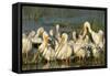 A Congregation of White Pelicans, Viera Wetlands, Florida-Maresa Pryor-Framed Stretched Canvas