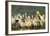 A Congregation of White Pelicans, Viera Wetlands, Florida-Maresa Pryor-Framed Photographic Print