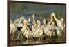 A Congregation of White Pelicans, Viera Wetlands, Florida-Maresa Pryor-Framed Photographic Print