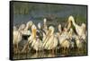 A Congregation of White Pelicans, Viera Wetlands, Florida-Maresa Pryor-Framed Stretched Canvas