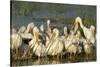 A Congregation of White Pelicans, Viera Wetlands, Florida-Maresa Pryor-Stretched Canvas