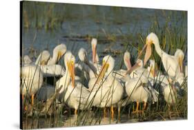 A Congregation of White Pelicans, Viera Wetlands, Florida-Maresa Pryor-Stretched Canvas