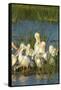 A Congregation of White Pelicans, Viera Wetlands, Florida-Maresa Pryor-Framed Stretched Canvas