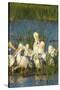 A Congregation of White Pelicans, Viera Wetlands, Florida-Maresa Pryor-Stretched Canvas