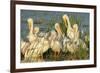 A Congregation of White Pelicans, Viera Wetlands, Florida-Maresa Pryor-Framed Photographic Print