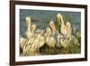 A Congregation of White Pelicans, Viera Wetlands, Florida-Maresa Pryor-Framed Photographic Print