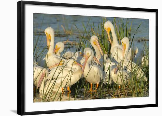 A Congregation of White Pelicans, Viera Wetlands, Florida-Maresa Pryor-Framed Photographic Print