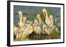 A Congregation of White Pelicans, Viera Wetlands, Florida-Maresa Pryor-Framed Photographic Print