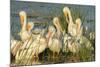 A Congregation of White Pelicans, Viera Wetlands, Florida-Maresa Pryor-Mounted Photographic Print