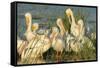 A Congregation of White Pelicans, Viera Wetlands, Florida-Maresa Pryor-Framed Stretched Canvas