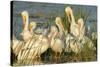 A Congregation of White Pelicans, Viera Wetlands, Florida-Maresa Pryor-Stretched Canvas
