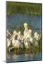 A Congregation of White Pelicans, Viera Wetlands, Florida-Maresa Pryor-Mounted Photographic Print