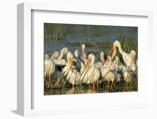 A Congregation of White Pelicans, Viera Wetlands, Florida-Maresa Pryor-Framed Photographic Print