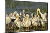 A Congregation of White Pelicans, Viera Wetlands, Florida-Maresa Pryor-Mounted Photographic Print