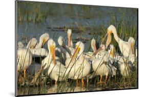 A Congregation of White Pelicans, Viera Wetlands, Florida-Maresa Pryor-Mounted Photographic Print