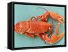 A Cooked Lobster-Alain Caste-Framed Stretched Canvas