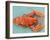 A Cooked Lobster-Alain Caste-Framed Photographic Print