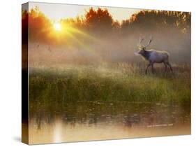 A Cool Drink - Bull Elk-Chris Vest-Stretched Canvas