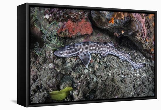 A Coral Catshark Lays on the Seafloor of Lembeh Strait, Indonesia-Stocktrek Images-Framed Stretched Canvas