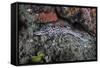 A Coral Catshark Lays on the Seafloor of Lembeh Strait, Indonesia-Stocktrek Images-Framed Stretched Canvas