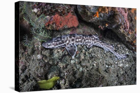 A Coral Catshark Lays on the Seafloor of Lembeh Strait, Indonesia-Stocktrek Images-Stretched Canvas