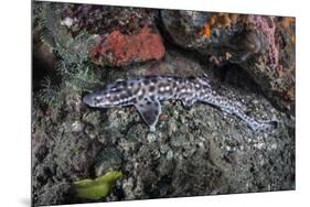 A Coral Catshark Lays on the Seafloor of Lembeh Strait, Indonesia-Stocktrek Images-Mounted Premium Photographic Print