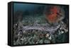 A Coral Catshark Lays on the Seafloor of Lembeh Strait, Indonesia-Stocktrek Images-Framed Stretched Canvas
