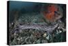 A Coral Catshark Lays on the Seafloor of Lembeh Strait, Indonesia-Stocktrek Images-Stretched Canvas