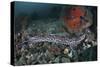 A Coral Catshark Lays on the Seafloor of Lembeh Strait, Indonesia-Stocktrek Images-Stretched Canvas