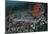 A Coral Catshark Lays on the Seafloor of Lembeh Strait, Indonesia-Stocktrek Images-Mounted Photographic Print