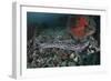 A Coral Catshark Lays on the Seafloor of Lembeh Strait, Indonesia-Stocktrek Images-Framed Photographic Print