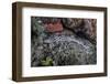 A Coral Catshark Lays on the Seafloor of Lembeh Strait, Indonesia-Stocktrek Images-Framed Photographic Print