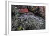 A Coral Catshark Lays on the Seafloor of Lembeh Strait, Indonesia-Stocktrek Images-Framed Photographic Print