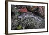 A Coral Catshark Lays on the Seafloor of Lembeh Strait, Indonesia-Stocktrek Images-Framed Photographic Print