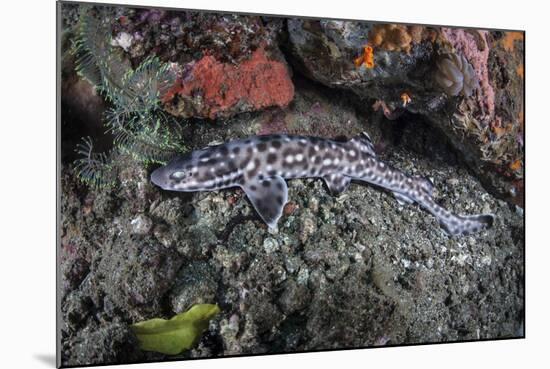 A Coral Catshark Lays on the Seafloor of Lembeh Strait, Indonesia-Stocktrek Images-Mounted Photographic Print