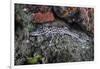 A Coral Catshark Lays on the Seafloor of Lembeh Strait, Indonesia-Stocktrek Images-Framed Photographic Print