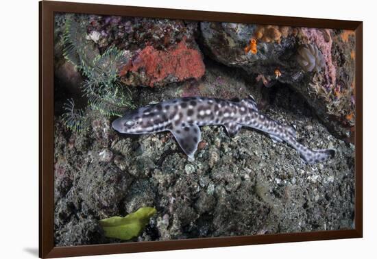 A Coral Catshark Lays on the Seafloor of Lembeh Strait, Indonesia-Stocktrek Images-Framed Photographic Print