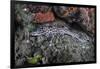 A Coral Catshark Lays on the Seafloor of Lembeh Strait, Indonesia-Stocktrek Images-Framed Photographic Print