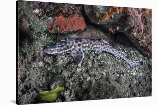 A Coral Catshark Lays on the Seafloor of Lembeh Strait, Indonesia-Stocktrek Images-Stretched Canvas